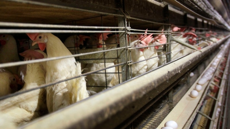 Health officials confirm new cases of bird flu in 4 Colorado poultry workers