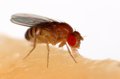 Hundreds of new genome sequences fill gaps in the fruit fly tree of life