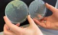 New discovery in the fight against harmful bacteria