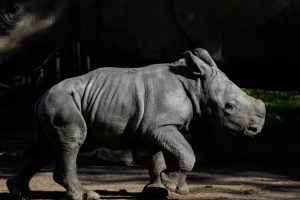 New endangered white rhino calf presented in Chile, third born in South America