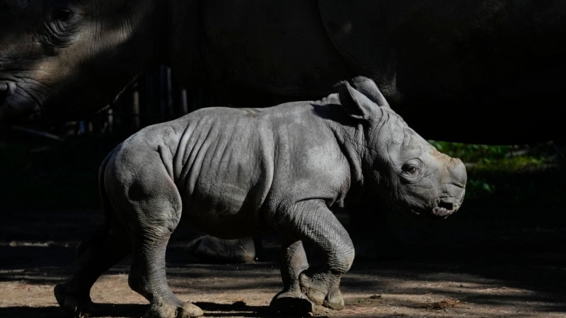 New endangered white rhino calf presented in Chile, third born in South America