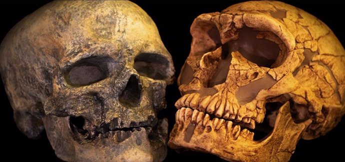 Archive - Modern human and Neanderthal skull