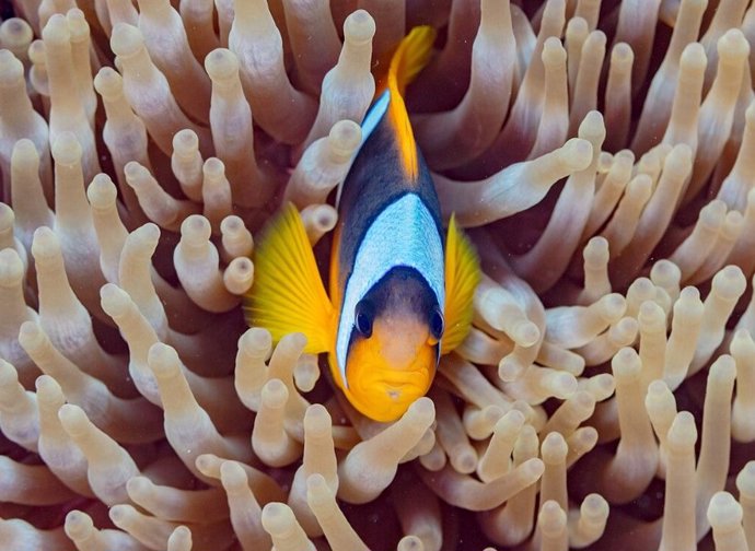 Clownfish on a reef in the Red Sea