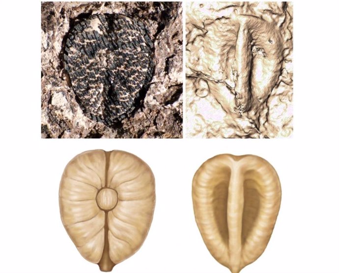 Lithouva: the oldest fossil grape in the Western Hemisphere, about 60 million years old, from Colombia.