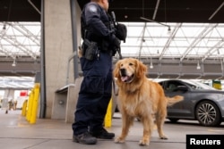 Customs and Border Protection Officer Joseph Arcia and his partner Goose, a six-year-old golden retriever, patrol traffic coming from Mexico as they work along the San Ysidro border in San Diego, California, U.S., May 29, 2024.