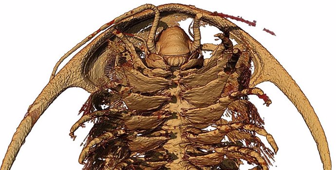 Microtomographic reconstruction of the head and forelimbs of the trunk ("body") of the trilobite Protolenus (Hupeolenus) in ventral view