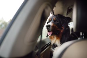 Uber Pet arrives in Mexico. Here's how you can order a taxi for you and your pet