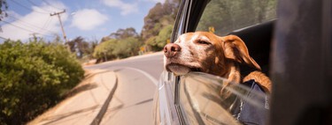 Put your seatbelt on, protect your life: what the new DGT regulation says about transporting pets