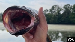 Snakehead fish have sharp teeth and can breathe air, allowing them to survive out of water for several days as long as their skin remains moist.