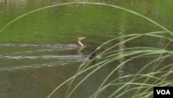 Cormorants (Phalacrocorax) in one of the artificial lakes of the Florval farm in Nemocón, Cundinamarca.