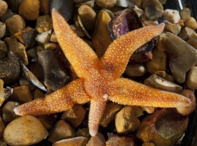 Specimen of the common European starfish Asterias rubens with a regenerating arm.