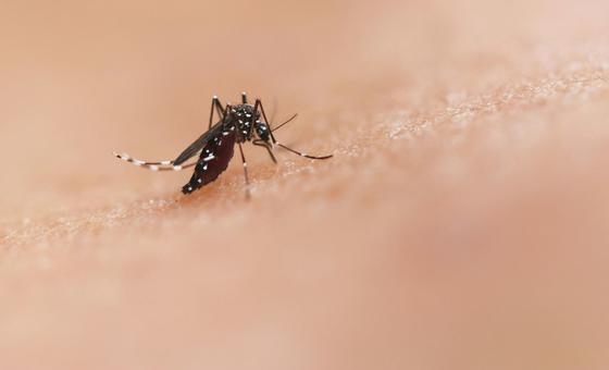 Mosquitoes cause hundreds of thousands of deaths and sicken hundreds of millions of people every year.