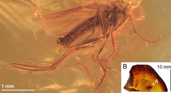 Based on their analysis, the researchers estimate that the mosquito was buzzing around the vast pine forests of what we now know as Scandinavia some 35-40 million years ago.