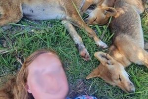 Wildlife authorities in Queensland, Australia, say a tourist who posed for a selfie with dingo pups was lucky their mother wasn't around.