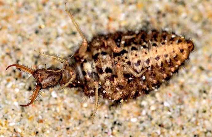 An antlion larva (Euroleon nostras) playing dead