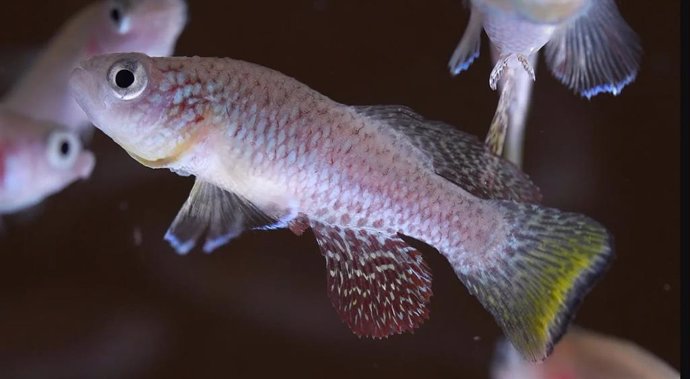 Turquoise killifish (Nothobranchius furzeri)