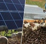 A honey farm... and a light farm: the agrovoltaic projects that are making the most of the use of solar panels