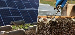 A honey farm... and a light farm: the agrovoltaic projects that are making the most of the use of solar panels