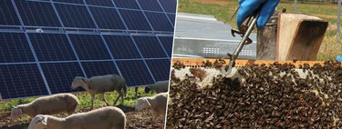 A honey farm... and a light farm: the agrovoltaic projects that are making the most of the use of solar panels