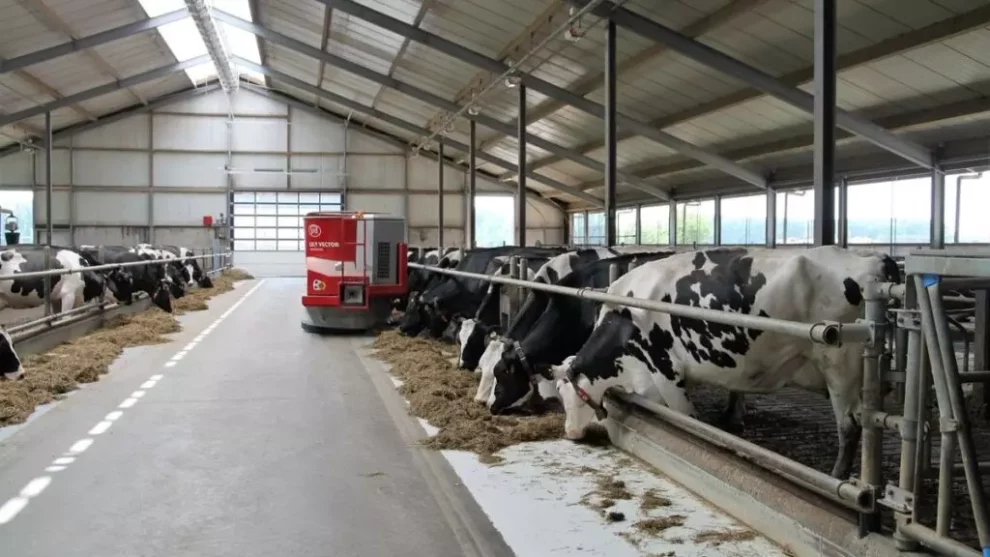 An experiment reveals the practice that causes it among dairy cows