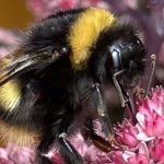 Wild bumblebee