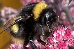 Wild bumblebee