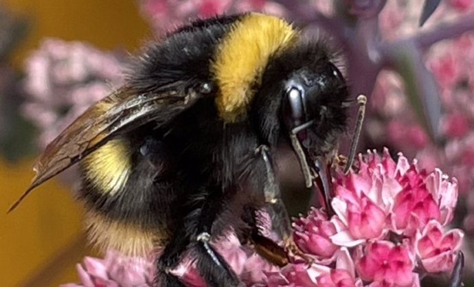 Wild bumblebee