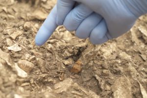 The remains of a Neanderthal, nicknamed Thorin, were discovered in the Mandrin Cave, a rock shelter in the Rhône Valley in southern France. Courtesy of Ludovic Slimak