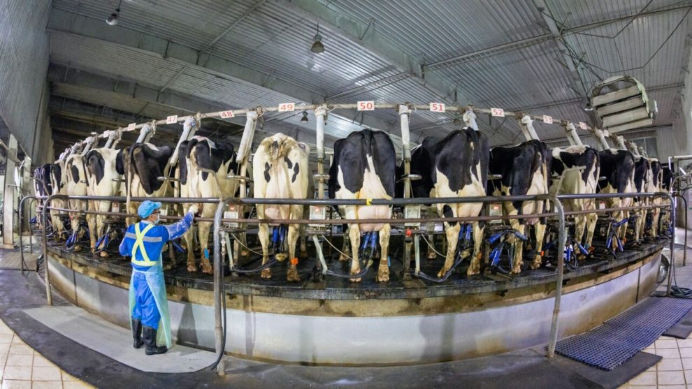 China suffers from excess... of milk