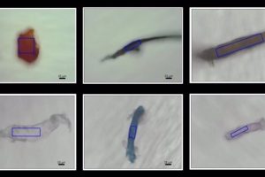 Microplastic samples found in corals. A variety of microplastics extracted from corals off the coast of Si Chang Island in the Gulf of Thailand.