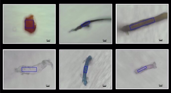 Microplastic samples found in corals. A variety of microplastics extracted from corals off the coast of Si Chang Island in the Gulf of Thailand.