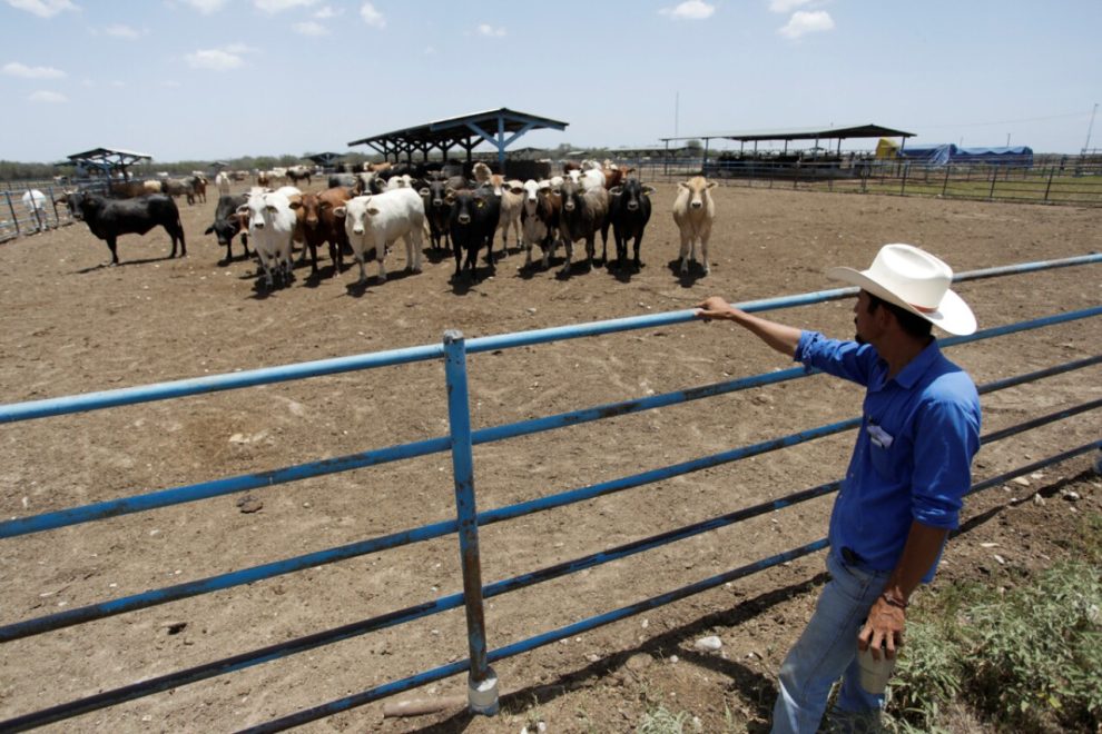 Droughts impact the price and weight of beef: Banxico