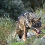 EU approves lowering wolf protection due to livestock attacks, with Spain voting against