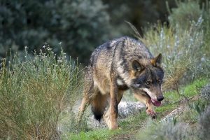 EU approves lowering wolf protection due to livestock attacks, with Spain voting against