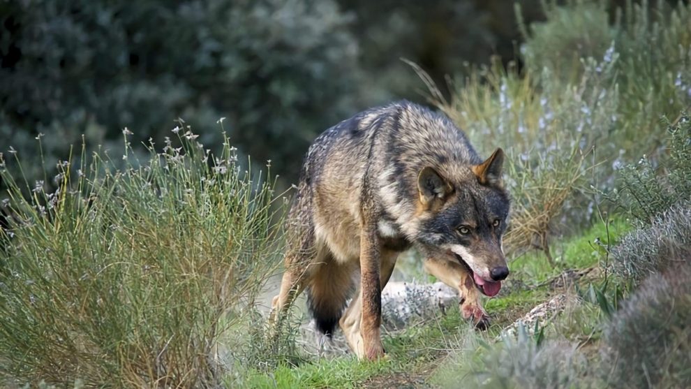 EU approves lowering wolf protection due to livestock attacks, with Spain voting against