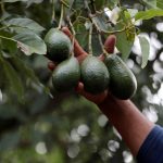 EU asks "rigorous implementation" of Mexico's avocado certification plan