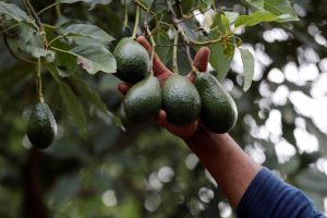 EU asks "rigorous implementation" of Mexico's avocado certification plan