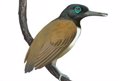 Fossils confirm that one of the first birds ate fruit