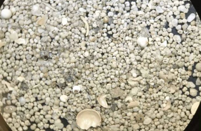 An 8x magnified microscopic image of washed tropical marine sediments showing a large number of individual foraminifera shells.