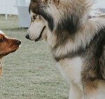 Large dogs live much shorter lives than small ones. A new drug aims to fix that