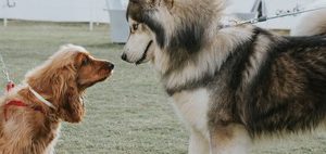 Large dogs live much shorter lives than small ones. A new drug aims to fix that