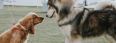 Large dogs live much shorter lives than small ones. A new drug aims to fix that