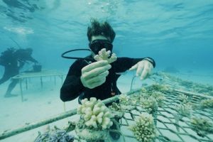 E 1578982 - underwater gardeners seek to plant a million corals