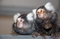 Marmoset monkeys name each other