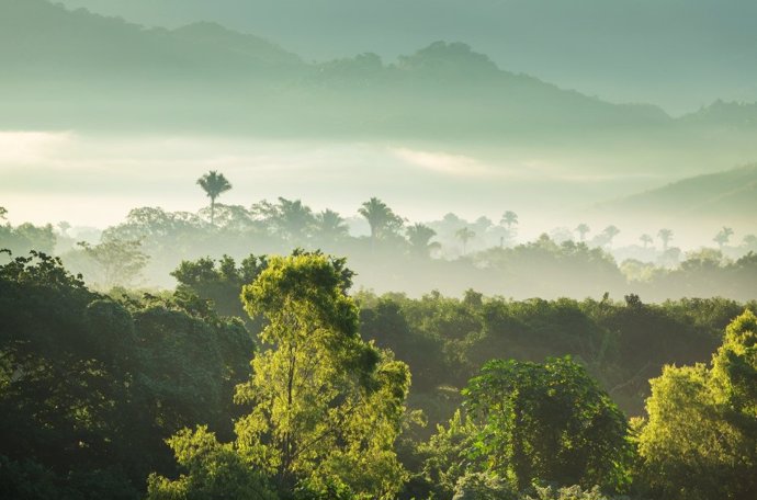 Tropical and non-tropical ecosystems absorb large amounts of carbon that was previously released into the atmosphere through human CO2 emissions. Therefore, these ecosystems are a natural buffer against climate change.