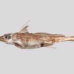 The recently described Australasian narrownose ghostfish, Harriotta avia.