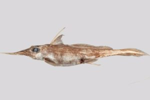 The recently described Australasian narrownose ghostfish, Harriotta avia.