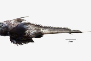 A 'ghost shark' unknown to science has been discovered