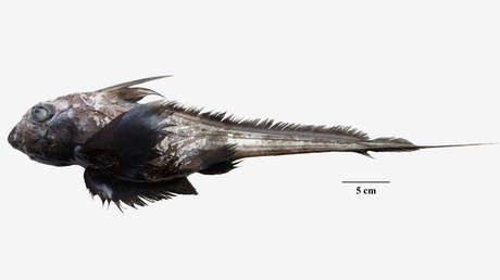 A 'ghost shark' unknown to science has been discovered