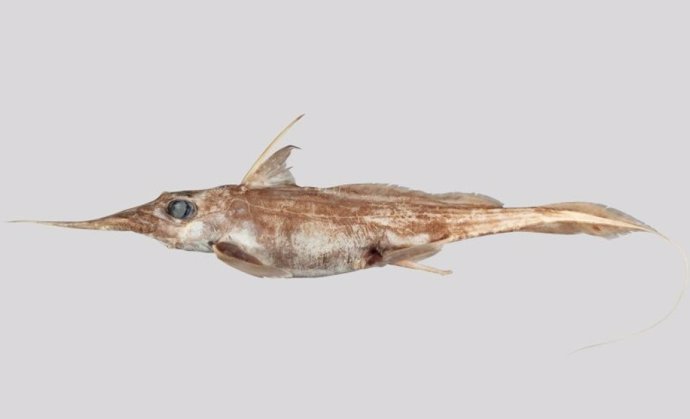 The recently described Australasian narrownose ghostfish, Harriotta avia.